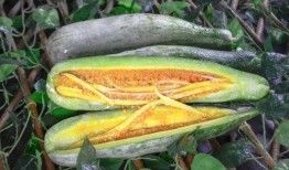 林州吃瓜网红爆料,揭秘当地美食背后的故事